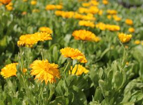 Měsíček lékařský 'Yellow with Black Eye' - Calendula officinalis 'Yellow with Black Eye'