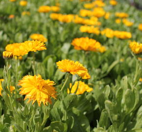 Měsíček lékařský 'Yellow with Black Eye' - Calendula officinalis 'Yellow with Black Eye'