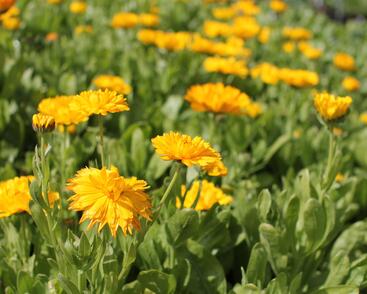 Měsíček lékařský 'Yellow with Black Eye'