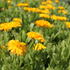 Calendula officinalis 'Yellow with Black Eye'.JPG