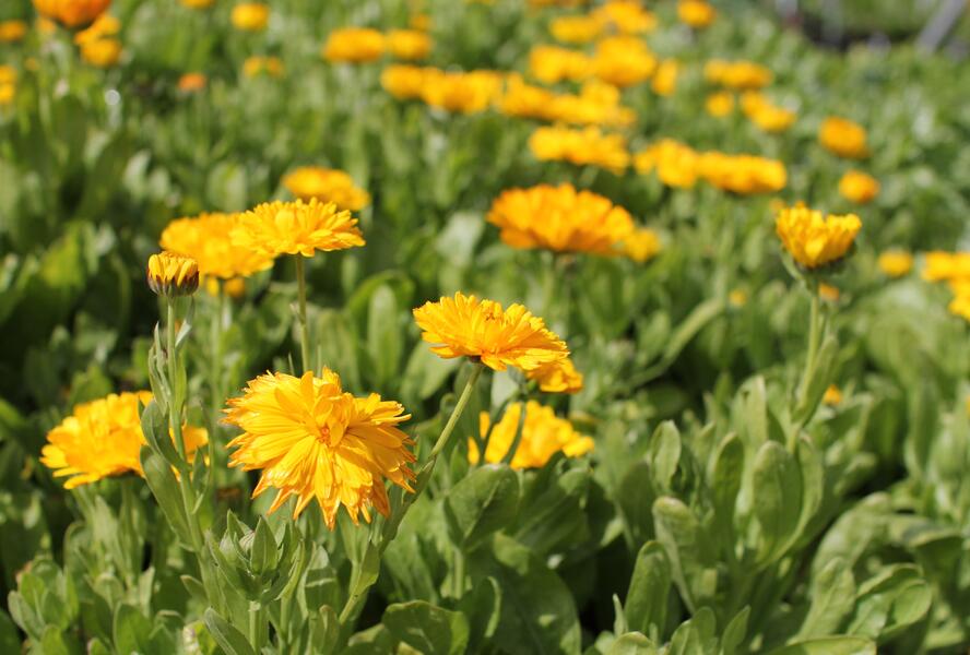 Měsíček lékařský 'Yellow with Black Eye' - Calendula officinalis 'Yellow with Black Eye'
