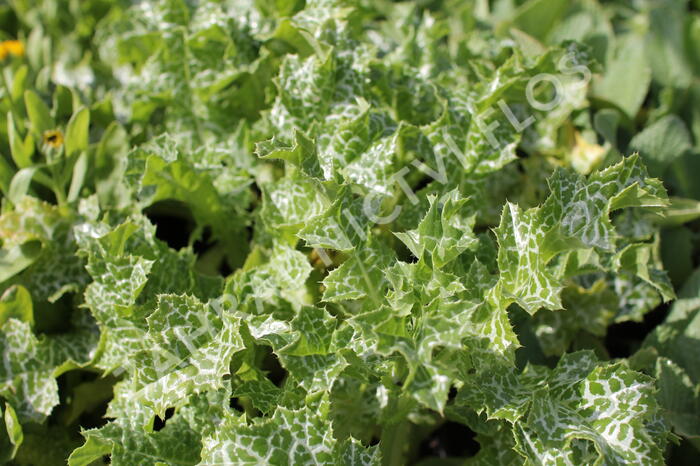 Ostropestřec mariánský - Silybum marianum