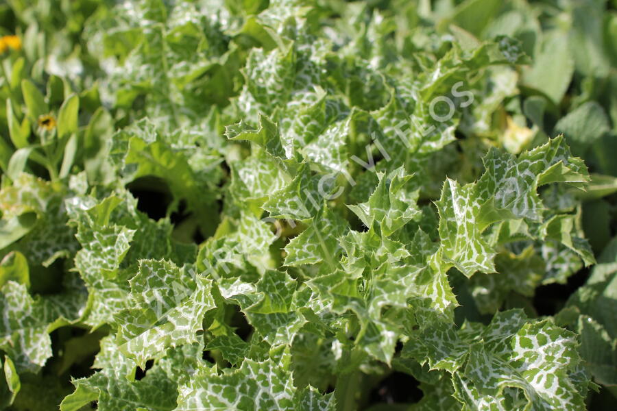 Ostropestřec mariánský - Silybum marianum