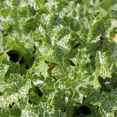 Ostropestřec mariánský - Silybum marianum