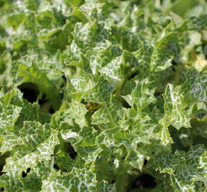 Ostropestřec mariánský - Silybum marianum