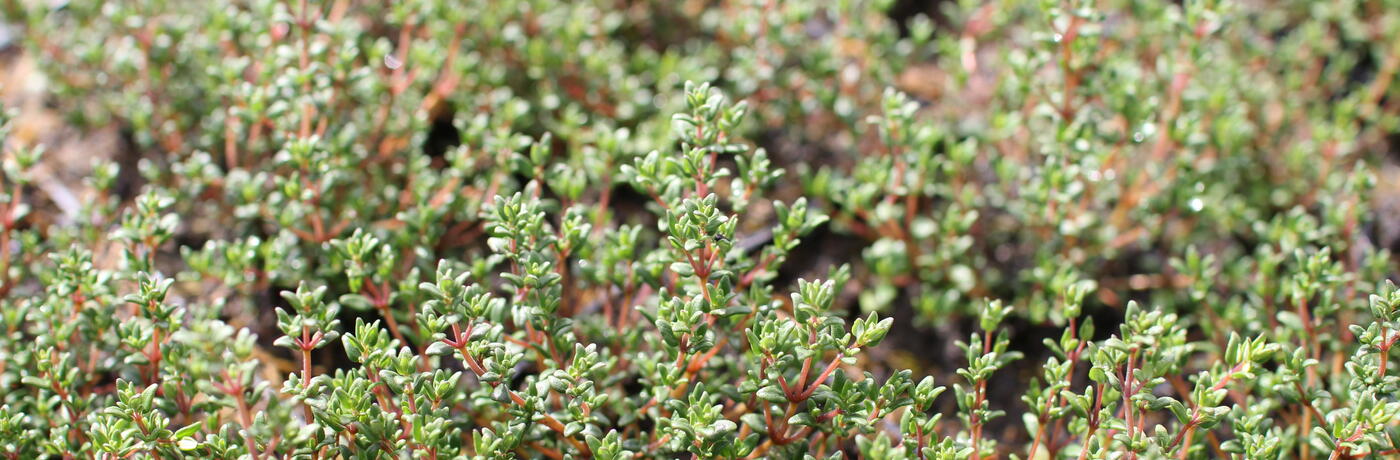 Thymus vulgaris ''Faustini''