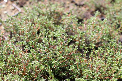 Thymus vulgaris ''Faustini''