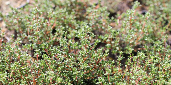 Thymus vulgaris ''Faustini''
