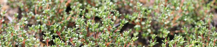 Thymus vulgaris ''Faustini''