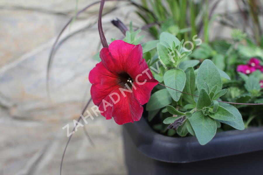 Sestava letniček v barvě bordó na slunce - Burgundská na slunce