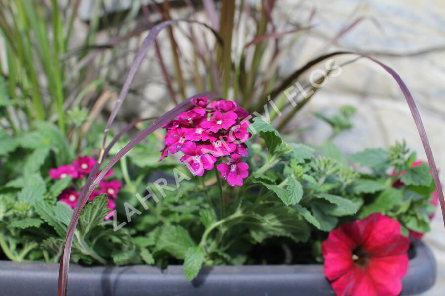 Sestava letniček v barvě bordó na slunce - Burgundská na slunce