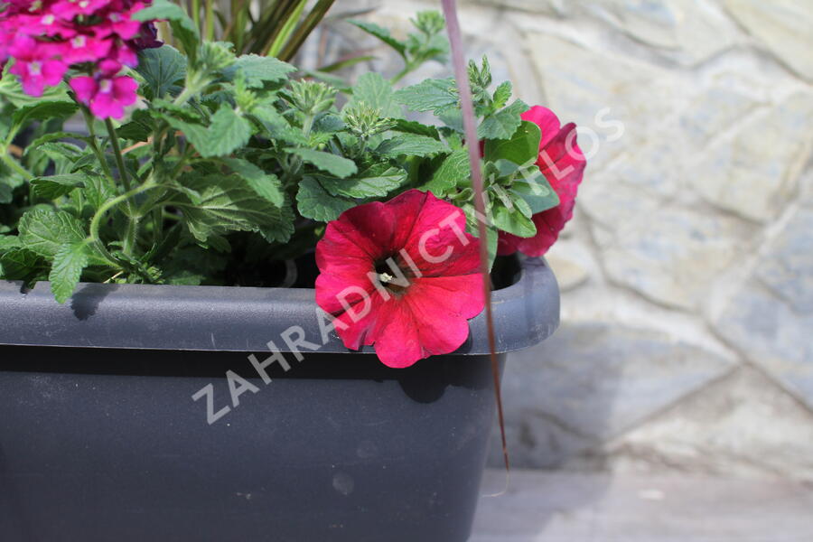 Sestava letniček v barvě bordó na slunce - Burgundská na slunce