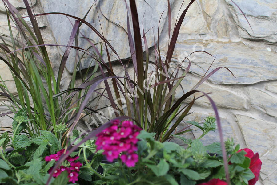 Sestava letniček v barvě bordó na slunce - Burgundská na slunce