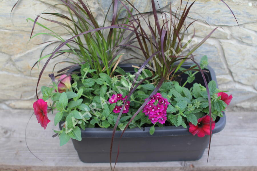 Sestava letniček v barvě bordó na slunce - Burgundská na slunce