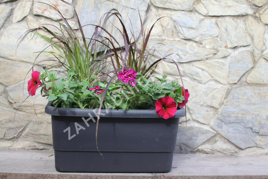 Sestava letniček v barvě bordó na slunce - Burgundská na slunce