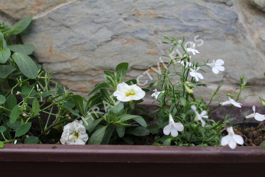 Sestava bílých letniček na slunce - Bílá na slunce