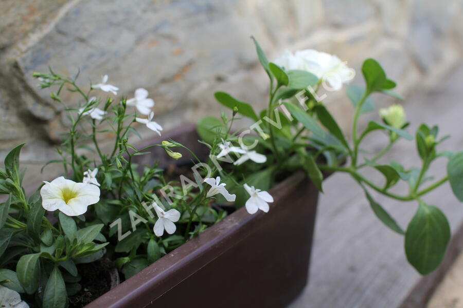 Sestava bílých letniček na slunce - Bílá na slunce