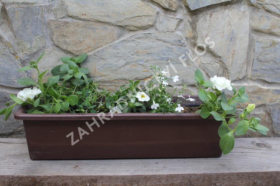 Sestava bílých letniček na slunce - Bílá na slunce