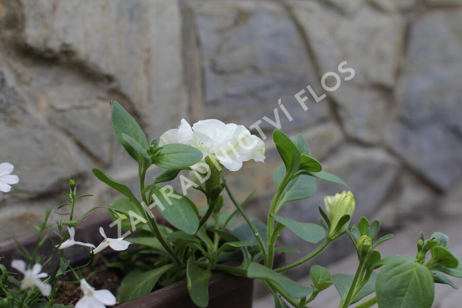 Sestava bílých letniček na slunce - Bílá na slunce