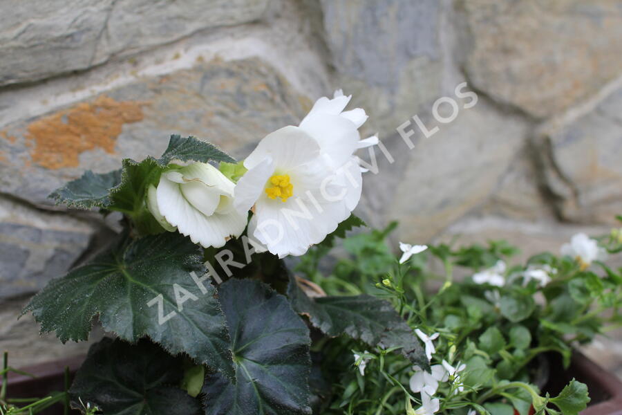 Sestava bílých letniček do stínu - Bílá do stínu