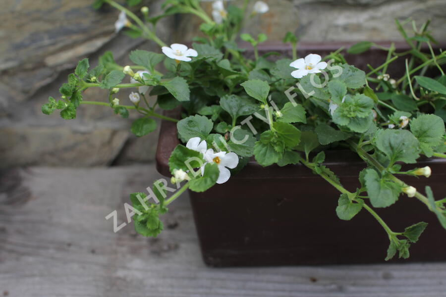 Sestava bílých letniček do stínu - Bílá do stínu