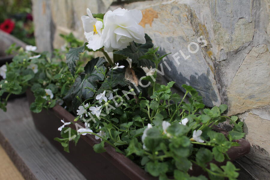 Sestava bílých letniček do stínu - Bílá do stínu