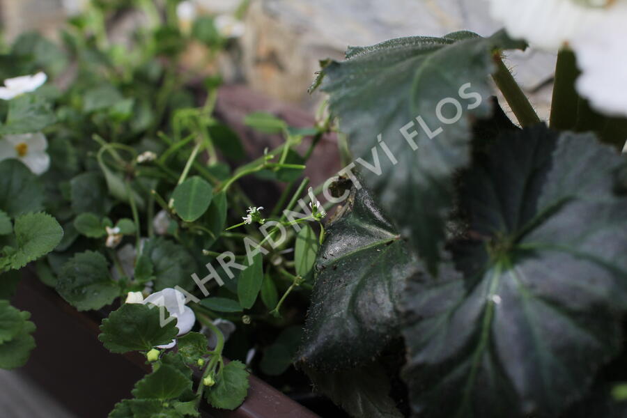 Sestava bílých letniček do stínu - Bílá do stínu