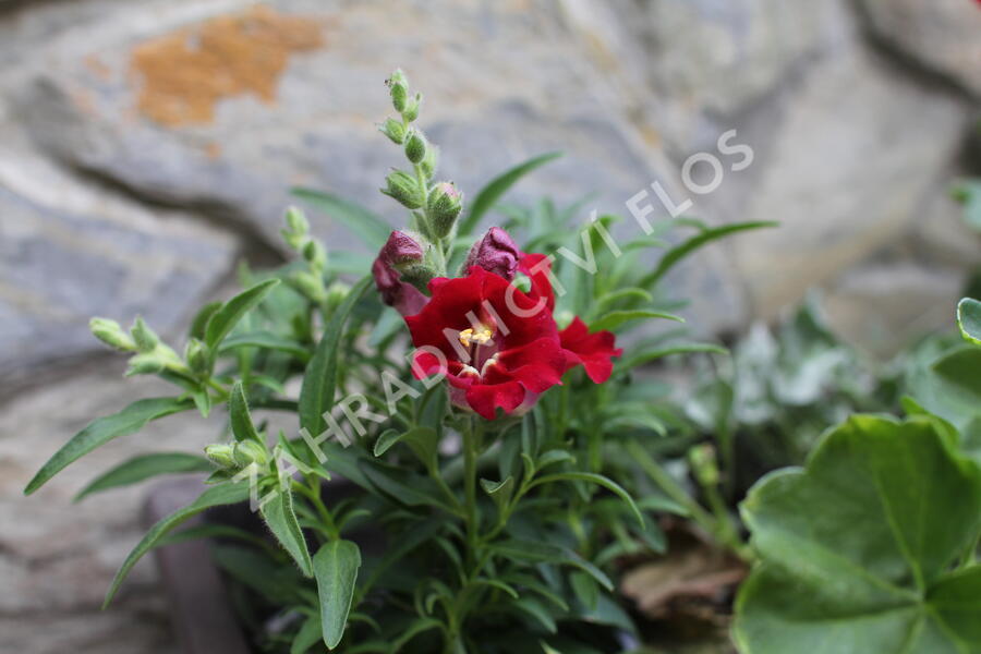 Sestava červených a stříbrných letniček na slunce - Červeno stříbrná na slunce