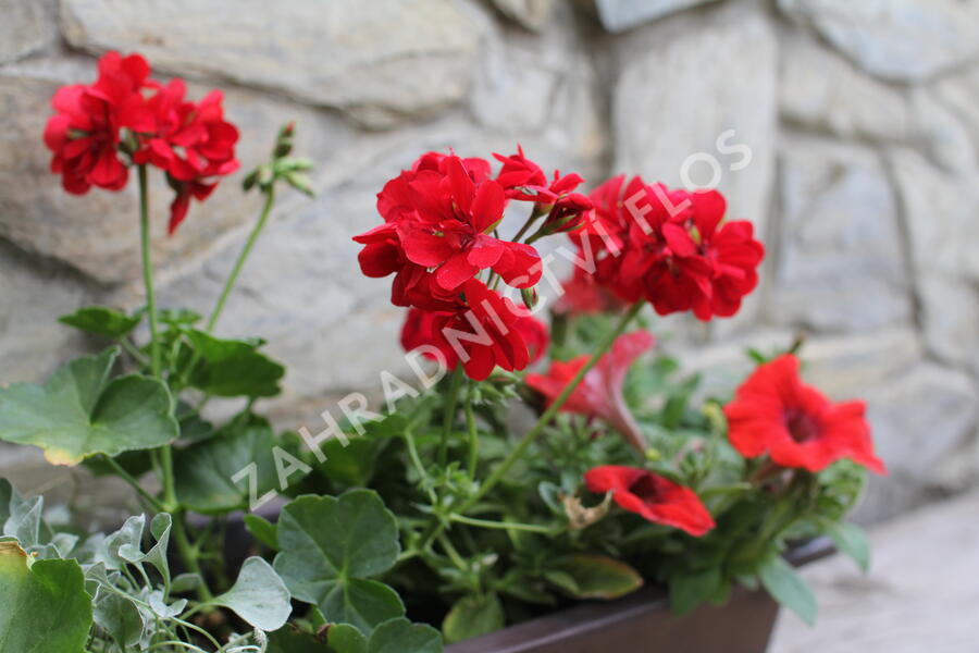 Sestava červených a stříbrných letniček na slunce - Červeno stříbrná na slunce