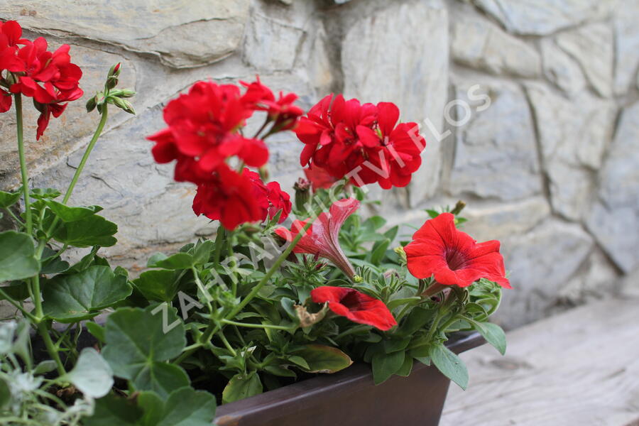 Sestava červených a stříbrných letniček na slunce - Červeno stříbrná na slunce