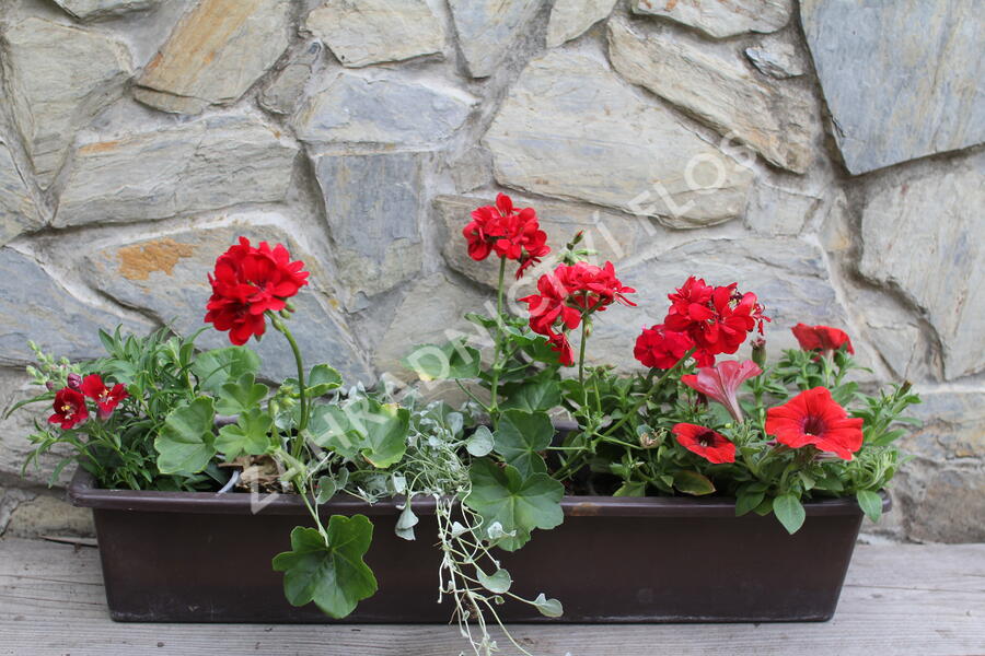 Sestava červených a stříbrných letniček na slunce - Červeno stříbrná na slunce