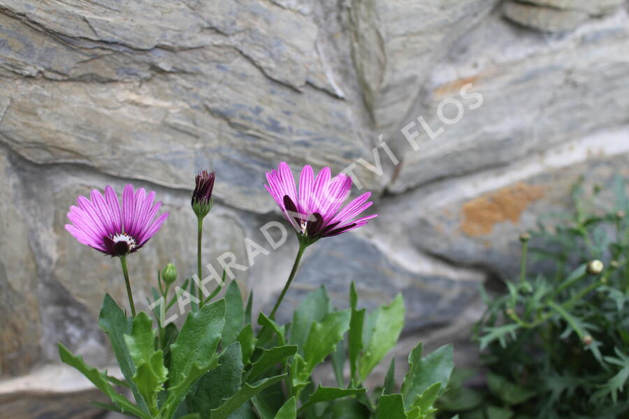 Sestava bílých letniček na slunce - Fialovo bílá na slunce
