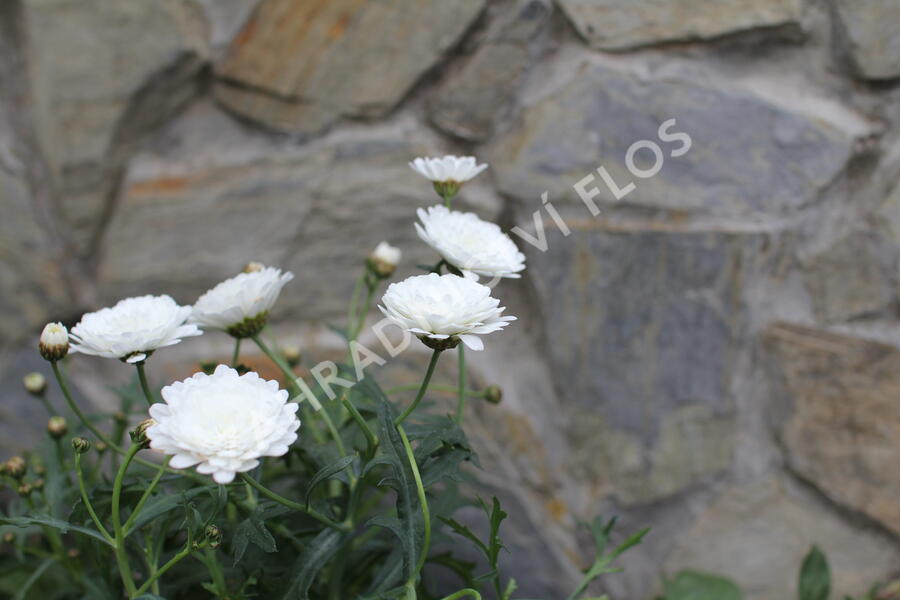 Sestava bílých letniček na slunce - Fialovo bílá na slunce