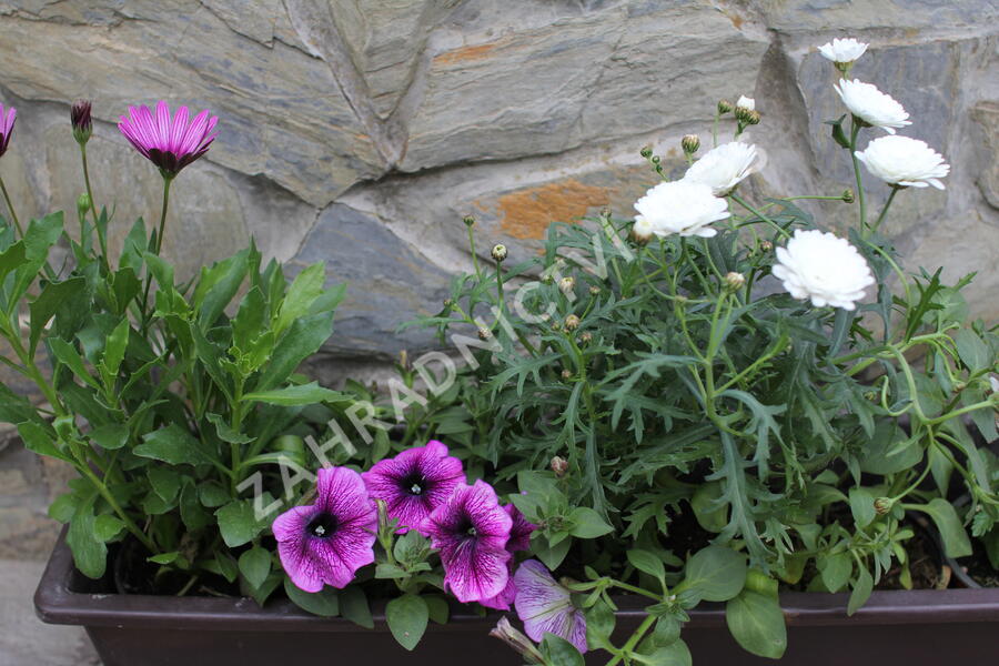 Sestava bílých letniček na slunce - Fialovo bílá na slunce