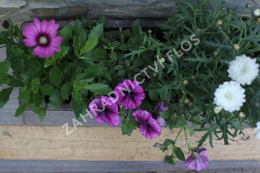 Sestava bílých letniček na slunce - Fialovo bílá na slunce