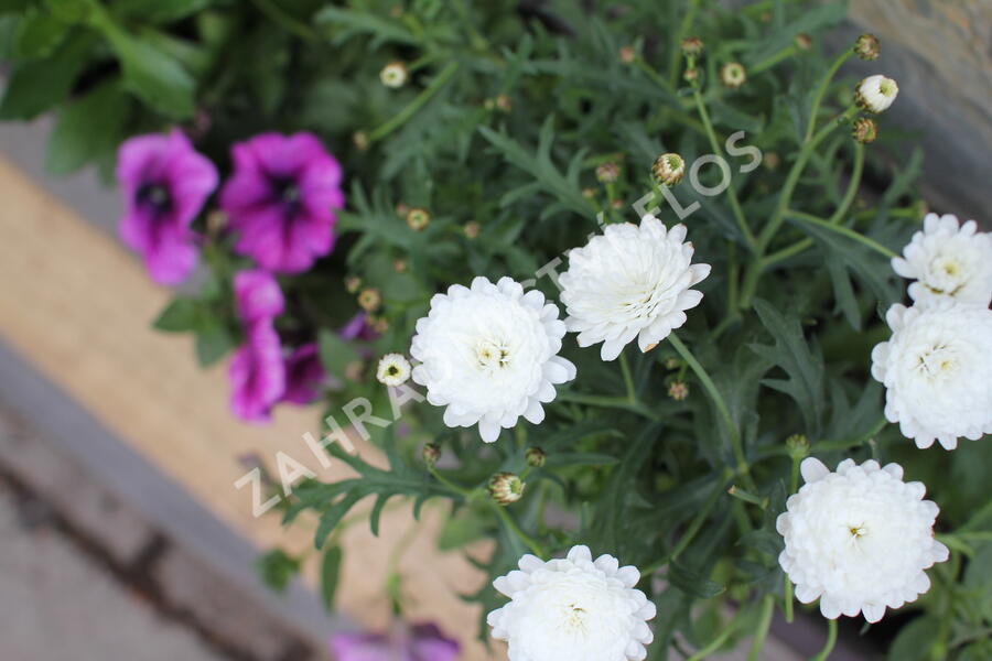 Sestava bílých letniček na slunce - Fialovo bílá na slunce