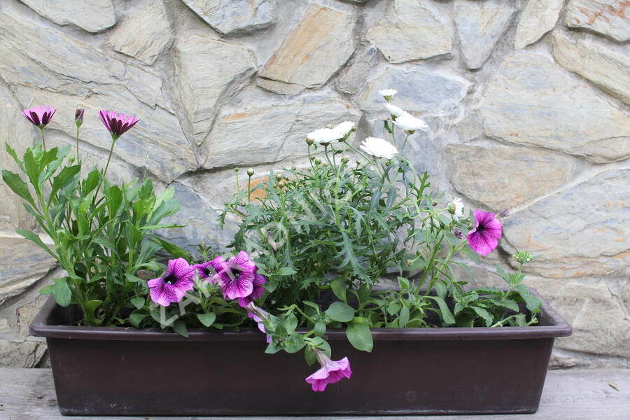 Sestava bílých letniček na slunce - Fialovo bílá na slunce