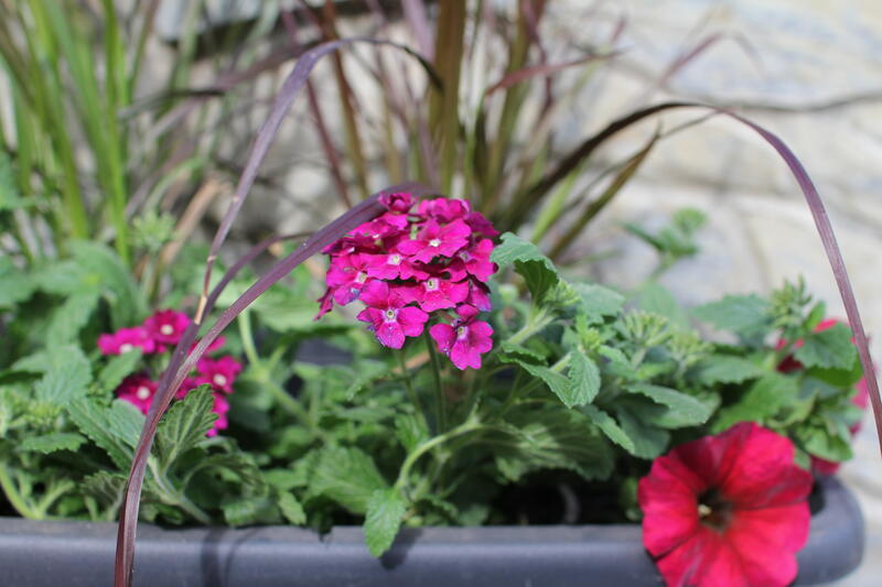 Letničkové sestavy do truhlíků