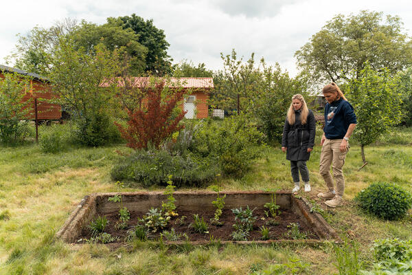 Výsadba trvalkového záhonu