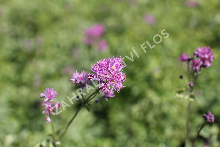 Žluťucha orlíčkolistá 'Thundercloud' - Thalictrum aquilegifolium 'Thundercloud'