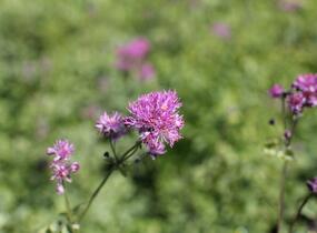 Žluťucha orlíčkolistá 'Thundercloud' - Thalictrum aquilegifolium 'Thundercloud'
