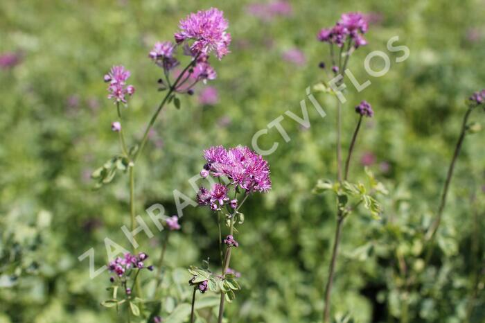 Žluťucha orlíčkolistá 'Thundercloud' - Thalictrum aquilegifolium 'Thundercloud'