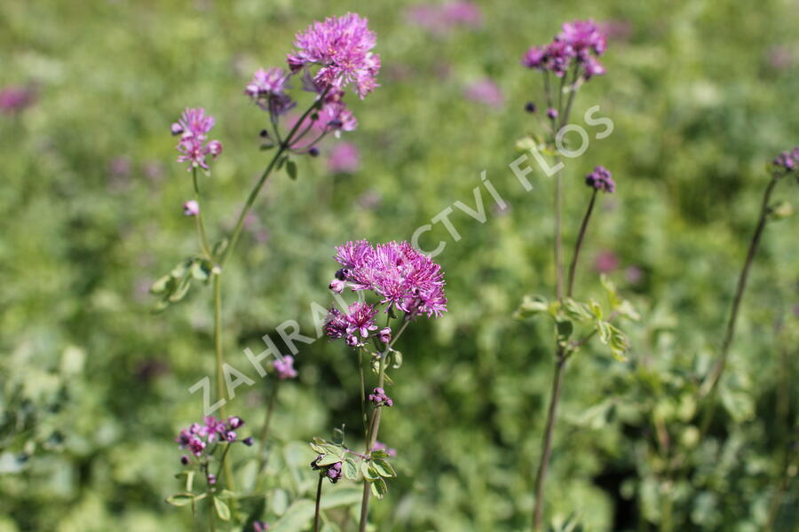 Žluťucha orlíčkolistá 'Thundercloud' - Thalictrum aquilegifolium 'Thundercloud'