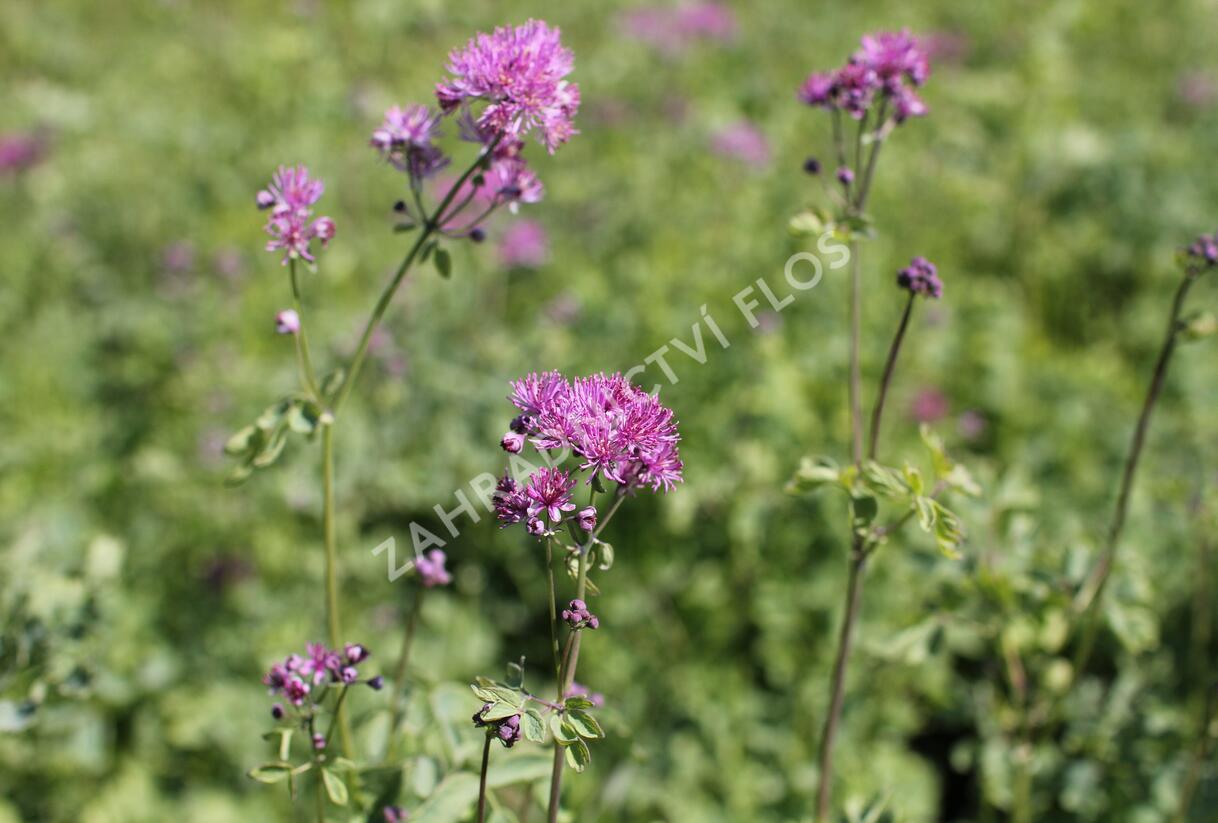 Žluťucha orlíčkolistá 'Thundercloud' - Thalictrum aquilegifolium 'Thundercloud'