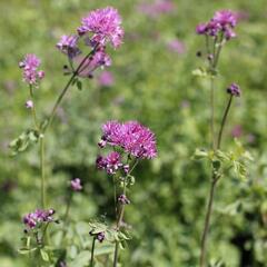 Žluťucha orlíčkolistá 'Thundercloud' - Thalictrum aquilegifolium 'Thundercloud'