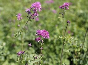 Žluťucha orlíčkolistá 'Thundercloud' - Thalictrum aquilegifolium 'Thundercloud'