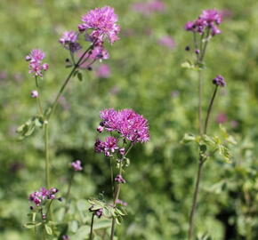 Žluťucha orlíčkolistá 'Thundercloud' - Thalictrum aquilegifolium 'Thundercloud'