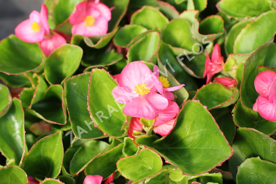 Begónie stálokvětá, ledovka, voskovka 'Brasil Rose' - Begonia semperflorens 'Brasil Rose'