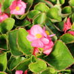 Begónie stálokvětá, ledovka, voskovka 'Brasil Rose' - Begonia semperflorens 'Brasil Rose'