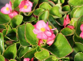 Begónie stálokvětá, ledovka, voskovka 'Brasil Rose' - Begonia semperflorens 'Brasil Rose'